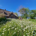 Margeritenwiese auf Südhang im Mai (1)